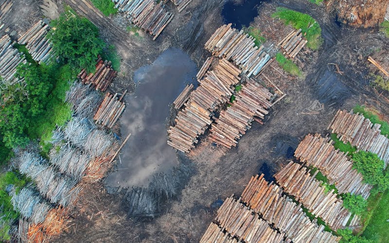 Asesoría Forestal